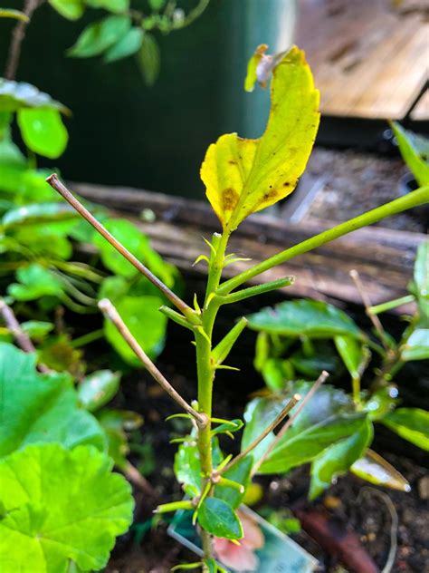 Why Are My Hibiscus Leaves Wilting Soil Grow Enjoy