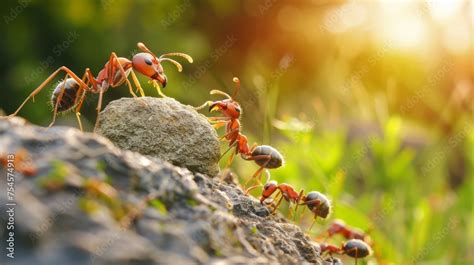 Ant Teamwork Is Highlighted As They Push A Stone Uphill Together Stock