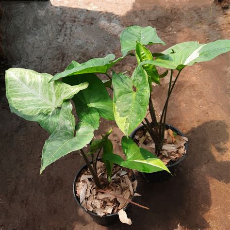 Syngonium Panda, Perkebunan di Carousell