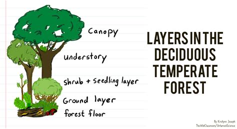 Temperate Deciduous Forest | World Biomes | The Wild Classroom