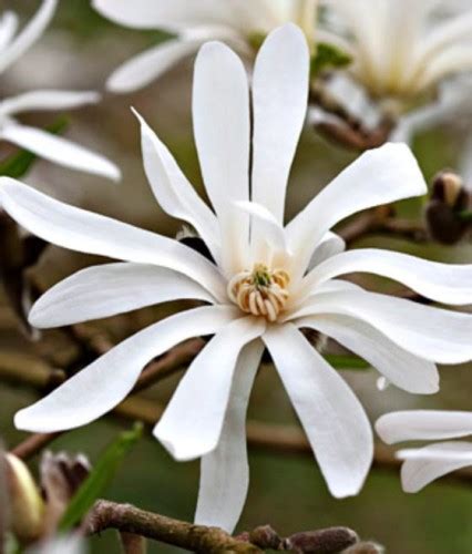 Magnolia Gwia Dzista Royal Star W Donicy Drzewka Faworytka Pl