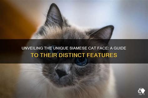 Unveiling The Unique Siamese Cat Face: A Guide To Their Distinct ...