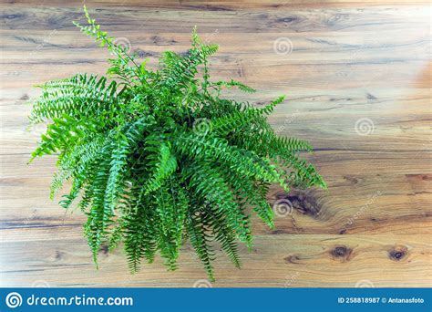 Top View Of Nephrolepis Exaltata Or Boston Ferns Leaf Green