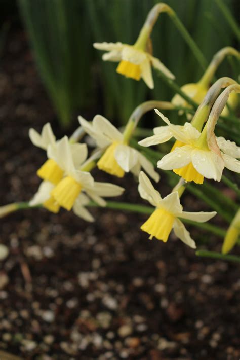 Top 5 Picks for Deer Resistant Bulbs - Florissa