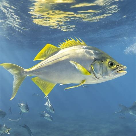 Crevalle Jack - TackleTalks