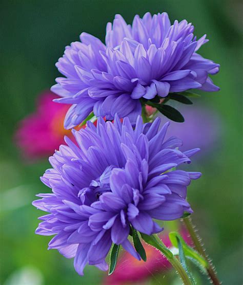 purple asters by SvitakovaEva on DeviantArt