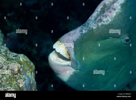 parrotfish teeth  res stock photography  images alamy