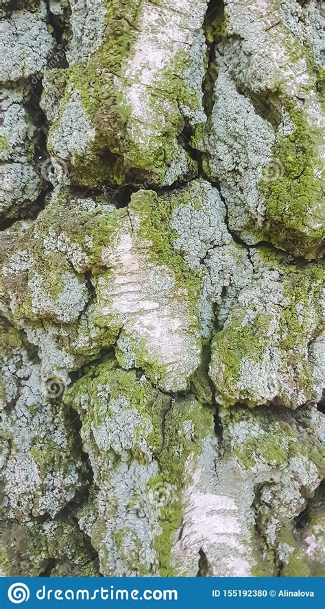 Old Pine Bark Covered With Green Moss Stock Photo Image Of Background