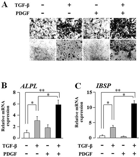 Platelet Derived Growth Factor Pdgf Enhances The Transforming Growth