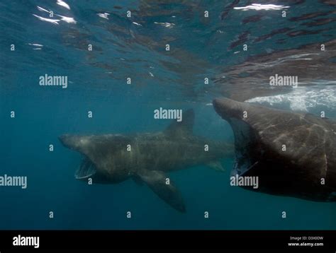 Diving With Basking Sharks Uk Hi Res Stock Photography And Images Alamy