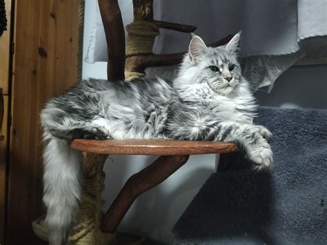 Kotka Maine Coon FPL Obroty OLX Pl