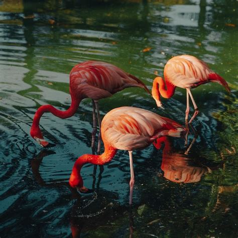 Premium Photo Pink Flamingos On Water Photo