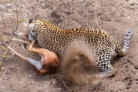 A Desperate Race Against Fate Defenseless Antelope Tries To Outrun A Stealthy Leopard In Its