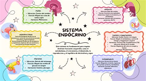 Sistema Endocrino Mapa Mental - Mapa Conceptual Del Sistema Endocrino Mapa Mental Sistema