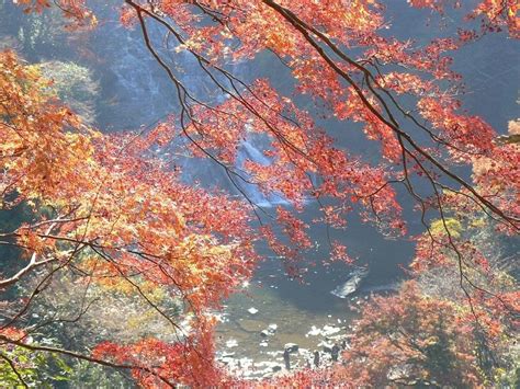 養老渓谷の紅葉千葉県 ｜紅葉名所2023 ウォーカープラス