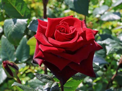 Edelrose Black Magic ® Finde Deine Neue Rose Online Ratgeber