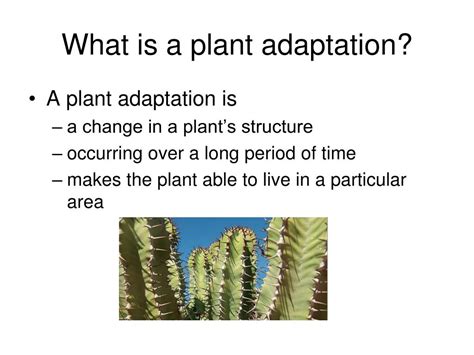 Ppt Plants Powerpoint Presentation Free Download Id5983370