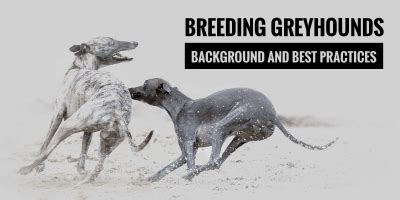 Sexing Puppies How To Determine The Sex Of Newborn Puppies
