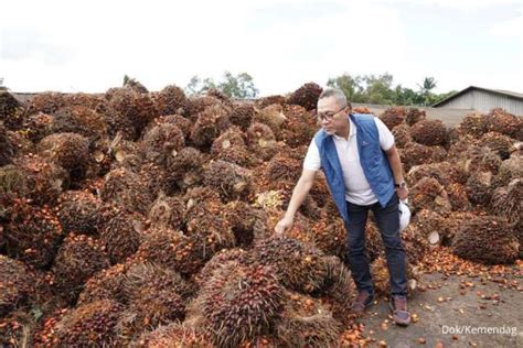 Kemendag Berniat Hapus Dmo Dan Dpo Ini Harapan Petani Kelapa Sawit