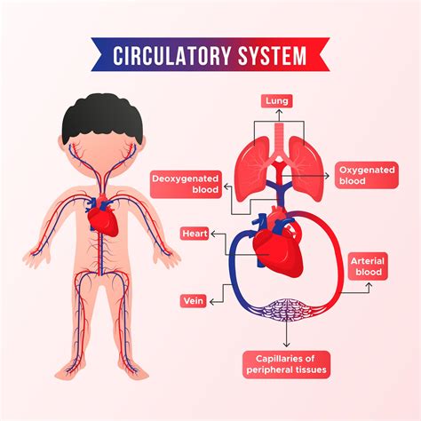 The Human Circulatory System — Lesson Science State Board Class 6