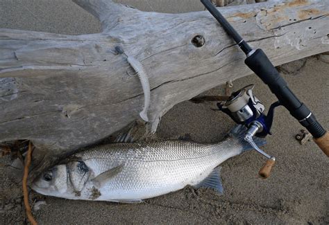 Estate La Pesca Della Spigola Con Esche Artificiali Da Bass