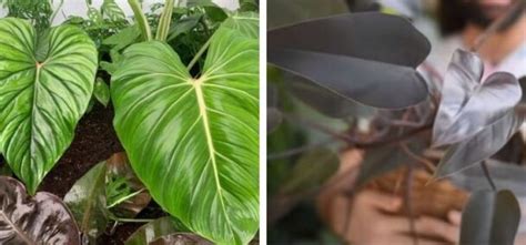 Jungla urbana 5 plantas para iniciar una pequeña selva dentro de casa