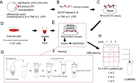 Lysis Buffer Recipe For Rna Extraction Besto Blog