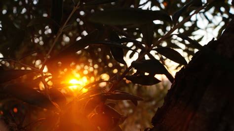 Free Images Tree Branch Light Sunlight Leaf Flower Autumn