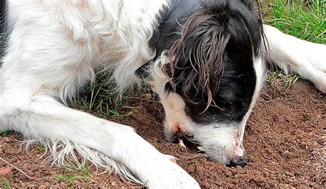 Por Qu Los Perros Se Alimentan De Tierra