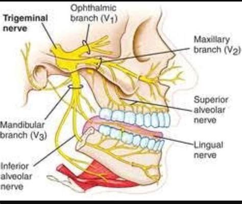 Maxillary Nerve Branches