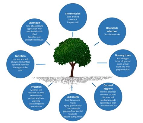 How To Evaluate Tree Health Big River Tree Services