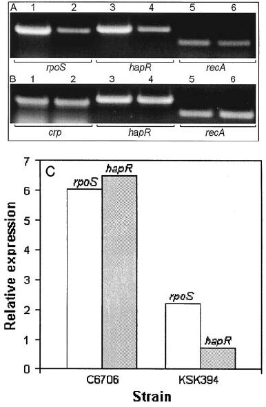 Transcription Of Rpos Hapr And Crp In Wild Type And Iso Genic