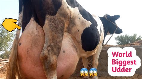 30 Litters Milk Daily World Biggest Udder Cow Dairy Farming Biggest Udder Hf Cow Youtube