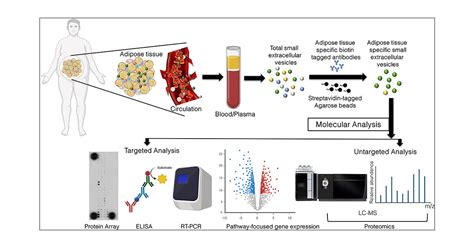 A Liquid Biopsy Based Approach To Isolate And Characterize Adipose