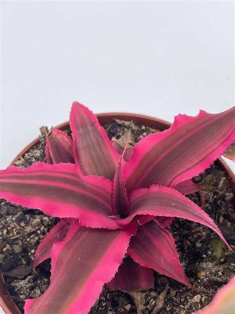 Cryptanthus Bivittatus Assortment Earth Star Bromeliad Set