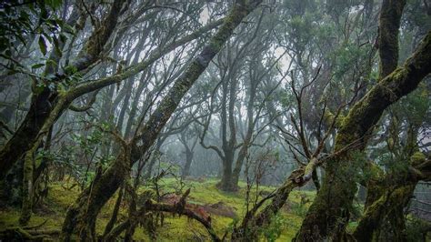 Ocho Cosas Que Convierten A La Gomera En Una De Las Islas M S