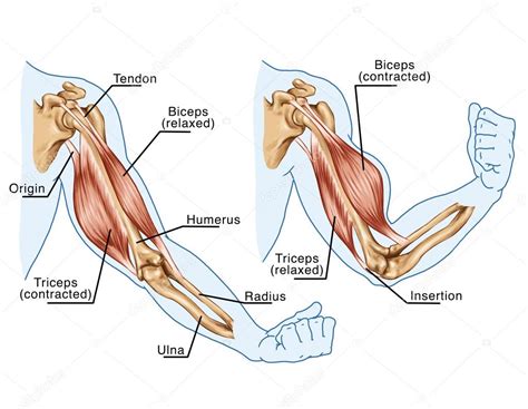 Movimiento De Los M Sculos Del Brazo Y De La Mano Tabla Fotograf A