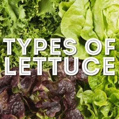 Types Of Lettuce From A To Z With Photos Live Eat Learn