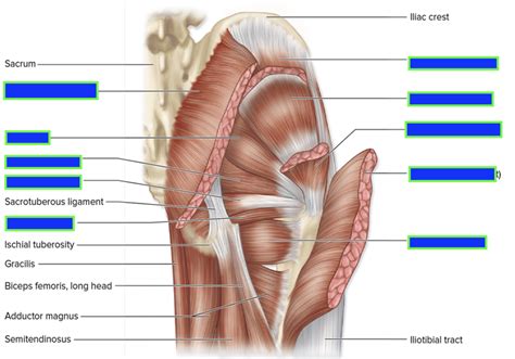 Gluteal Region Muscles Diagram Quizlet