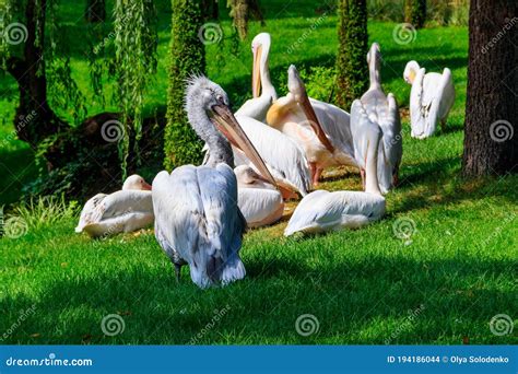 Rebaño De Grandes Pelícanos Blancos Pelecanus Onocrotalus También