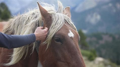 Vid O De Stock Premium La Personne Caresse Un Cheval Le Vent Doux Et