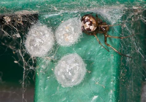 Spider Eggs Inside Your Home | Bayou Cajun Pest Control