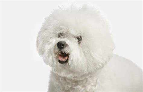 Bichon Frise Haircuts: Which Is Best For My Dog? - K9 Web