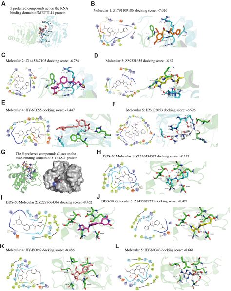 Immune Infiltration Related N6 Methyladenosine Rna Methylation