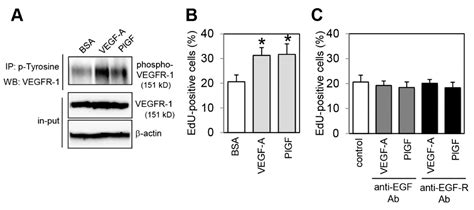 IJMS Free Full Text VEGFR 1 Regulates EGF R To Promote