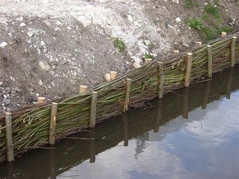 Conseils et fournitures en bio ingénierie 4 4 Fascinage fascine de saule