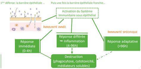 Comment Booster Son Immunit Gr Ce La Naturopathie