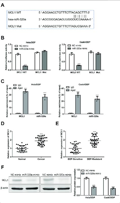 Mcl1 Is A Target Of Mir 320a A The Complementary Sequences Of