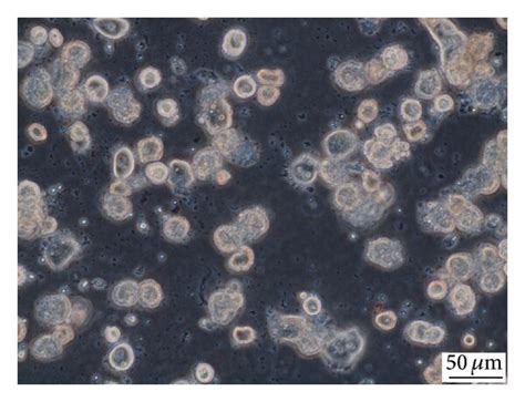 Phase Contrast Microscopy A Control Medium Treated Hepatocytes