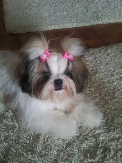 Shih tzu puppy Maltese Shih Tzu, Shih Tzu Mix, Shih Tzu Puppy, Shih ...